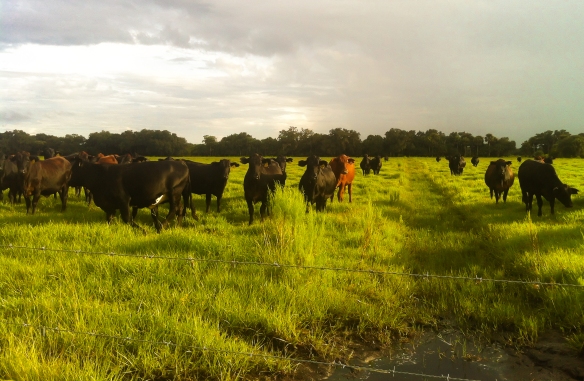 Florida Cattle at Sunset