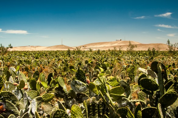 Cactus infected with cochineal
