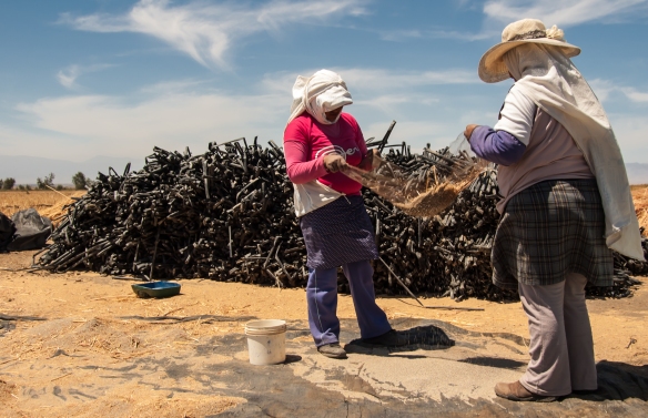 Women Threshing Quinoa by Hand