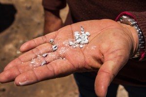 Cochineal buggies, before...