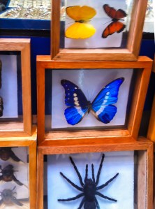 Lima Craft Market - Creepy Crawlies