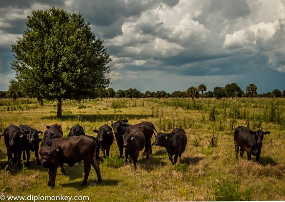 Florida Black Angus 2