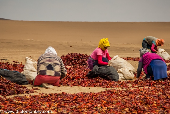 Women sorting paprika in the desert.