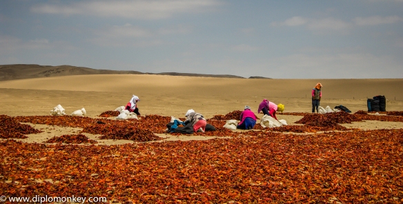 Producing Paprika in the Desert.