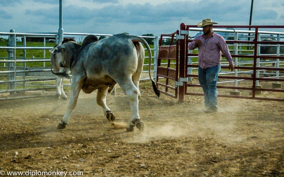 Texas Cattle 1