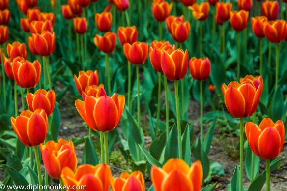 Tulips on the Mall