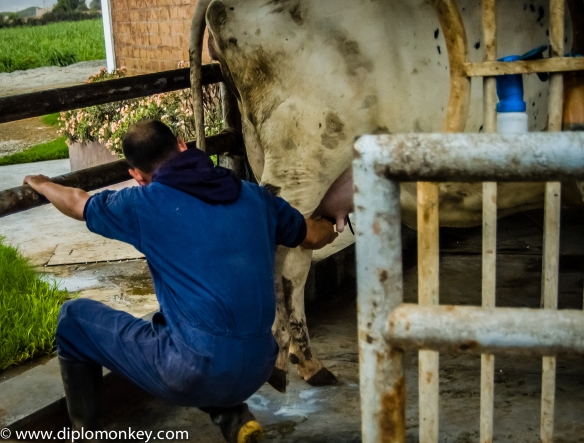 Fresh Milk - Lurin Dairy Cow #3