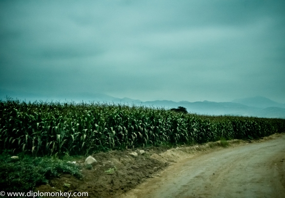 Canete Corn Field